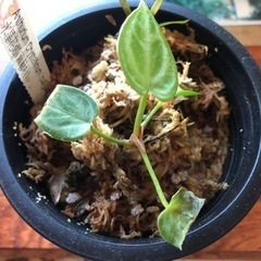アンスリウムクリスタリナム&胡蝶蘭四つセット