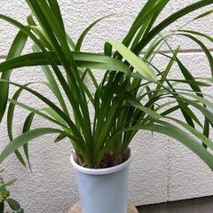 50円均一処分　下垂性シンビジューム　２鉢とも現在取引中！