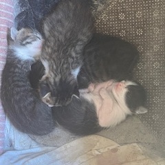 子猫ちゃんたちの里親さんを探しています - 福岡市