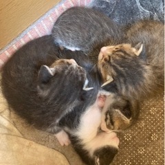 子猫ちゃんたちの里親さんを探しています