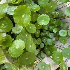 水草　ウォーターマッシュルーム10株