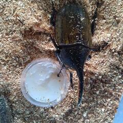 カナディアンワールド昆虫館展示即売会5月11日12日の2日間