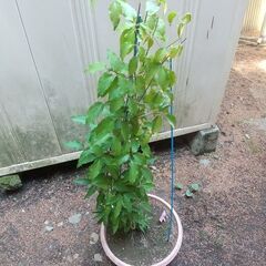 ②★★クレマチスの大株（ドクターラッペル）プラ鉢植え　つる性宿根花草　耐寒性花草　生育旺盛です★★の画像