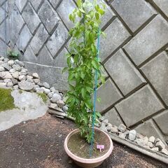 ②★★クレマチスの大株（ドクターラッペル）プラ鉢植え　つる性宿根花草　耐寒性花草　生育旺盛です★★の画像