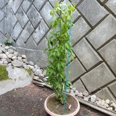 ②★★クレマチスの大株（ドクターラッペル）プラ鉢植え　つる性宿根花草　耐寒性花草　生育旺盛です★★の画像