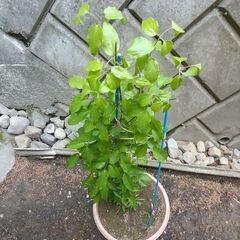 ②★★クレマチスの大株（ドクターラッペル）プラ鉢植え　つる性宿根花草　耐寒性花草　生育旺盛です★★の画像