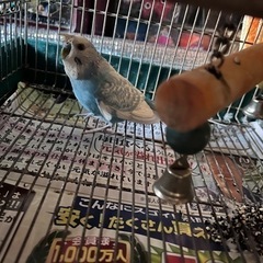 セキセイインコ　男の子