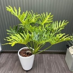 【観葉植物】セローム　陶器鉢付き　の画像