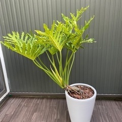 【観葉植物】セローム　陶器鉢付き　の画像