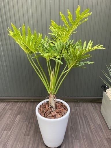 【観葉植物】セローム　陶器鉢付き　