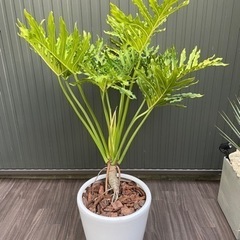【観葉植物】セローム　陶器鉢付き　の画像