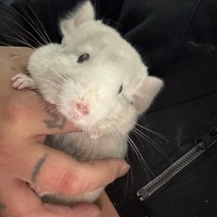 チンチラ 交渉中です