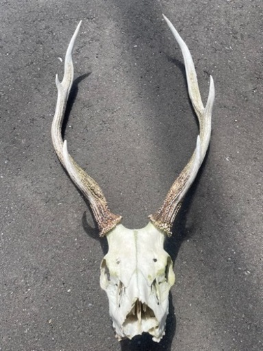 鹿　ツノ　頭蓋骨