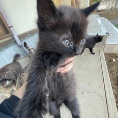 黒トラ　オス