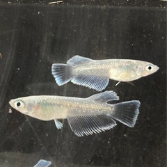 メダカ　エメキン　6匹の画像