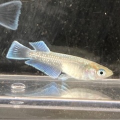 メダカ　エメキン　6匹の画像