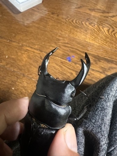 能勢産ＳＲ血統オオクワガタ88ミリ 、56ミリペア