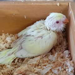 セキセイインコ、クリームとアルビノ