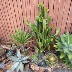 ウチワサボテン株分けの画像