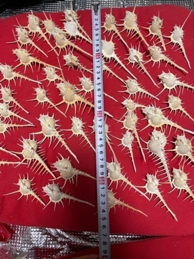 早い者勝ち！新品 ホネガイ 標本 50個 セット まとめ