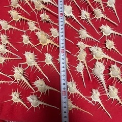 早い者勝ち！新品 ホネガイ 標本 50個 セット まとめ