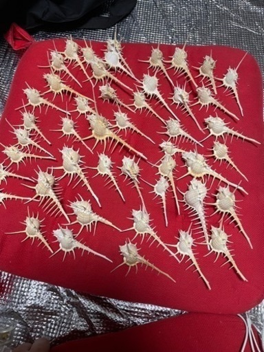早い者勝ち！新品 ホネガイ 標本 50個 セット まとめ