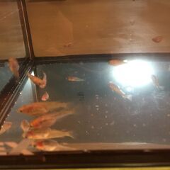 メダカ ⑤ GEXメダカ元気かんたん飼育セットＬの水槽　中古　隔...