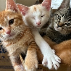 保護したお母さん猫が赤ちゃんを産みました。