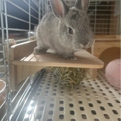 【里親決まりました】うさぎ🐰
