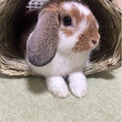 【里親決まりました】うさぎ🐇