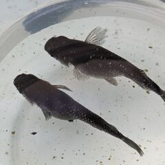 ブラックダイヤメダカ　若魚　5匹