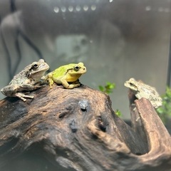 アマガエル