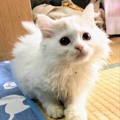 人懐っこく遊ぶのが大好きな3ヶ月のスコティッシュ君です
