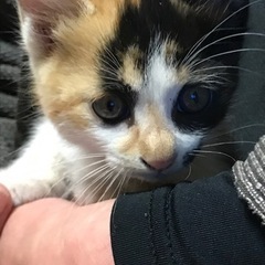 1ヶ月くらいの仔猫