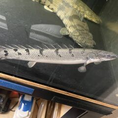 【お取引先が決まりました】熱帯魚　ポリプテルス・デルヘッジ 20...