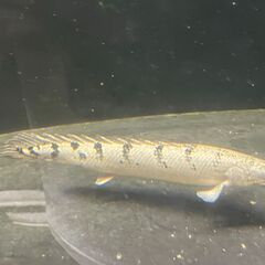 【お取引先が決まりました】熱帯魚　ポリプテルス・デルヘッジ　20...