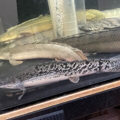 【お取引先が決まりました】熱帯魚　ポリプテルス・デルヘッジ 20...