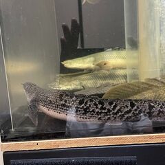 【お取引先が決まりました】熱帯魚　ポリプテルス・デルヘッジ 20-25cm前後③の画像