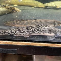 【お取引先が決まりました】熱帯魚　ポリプテルス・デルヘッジ 20-25cm前後③の画像