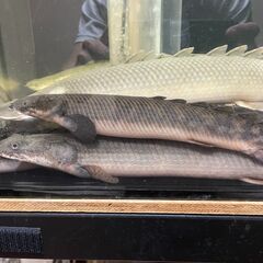 【お取引先が決まりました】熱帯魚　ポリプテルス・パルマス20cm前後