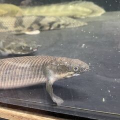 【お取引先が決まりました】熱帯魚　ポリプテルス・パルマス20cm前後の画像