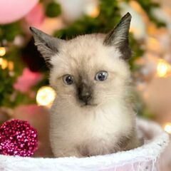 ５月12日(日)💛✨🌟三鷹で猫の譲渡会💛✨🌟シャム系生後2ヶ月の...