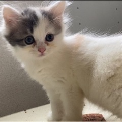 三毛猫親子