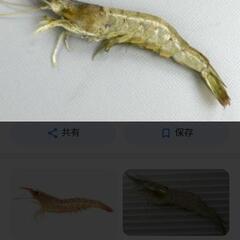 モエビ　スジエビ