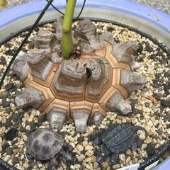 ★塊根植物を育てる会★〜成田市・富里市〜 - 友達