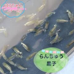 はるちゃんファ～ム　らんちゅう　タナゴ販売！