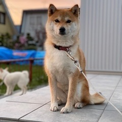 柴犬の里親募集中