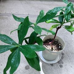 沈丁花（白）の画像