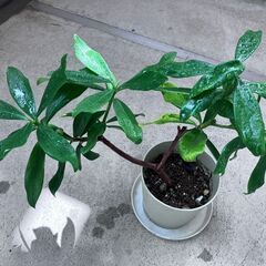 沈丁花（白）の画像