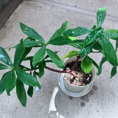 沈丁花（白）